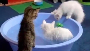 A estos gatos les encanta bañarse: es algo raro, pero muy mono. ¡Tenéis que verl